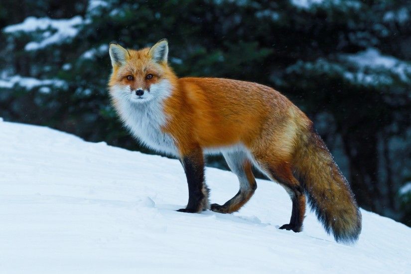 animals, Nature, Fox, Wildlife, Snow Wallpapers HD / Desktop and Mobile  Backgrounds