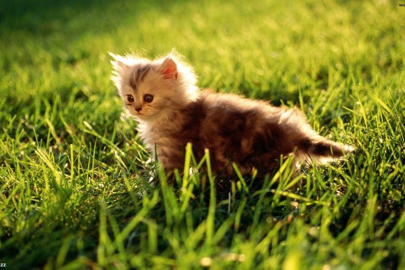 Fluffy Kitten. Kittens Cute Kitten