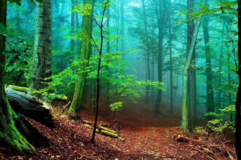 Hd Wallpapers Nature Forest Hd Images 3 HD Wallpapers | Hdimges.
