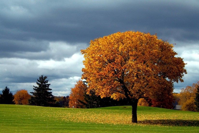Autumn Tree Background Wallpapers | Pictures