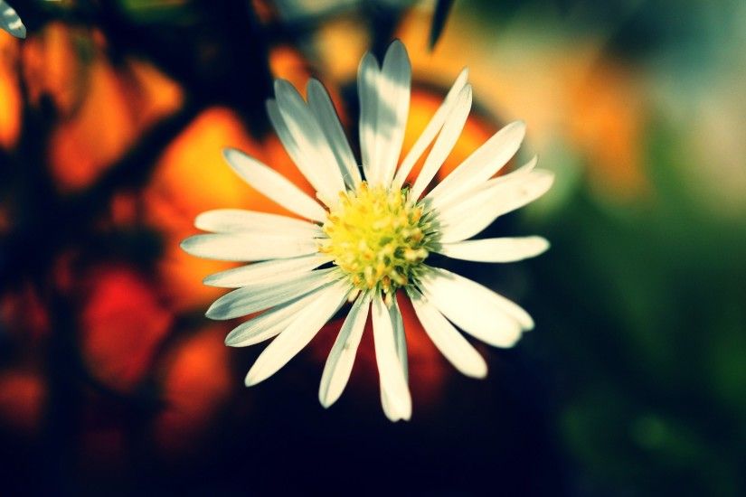 White Daisy Flower Desktop Wallpaper