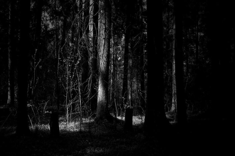 Dark Forest Desktop HD Wallpaper - HD Wallpapers