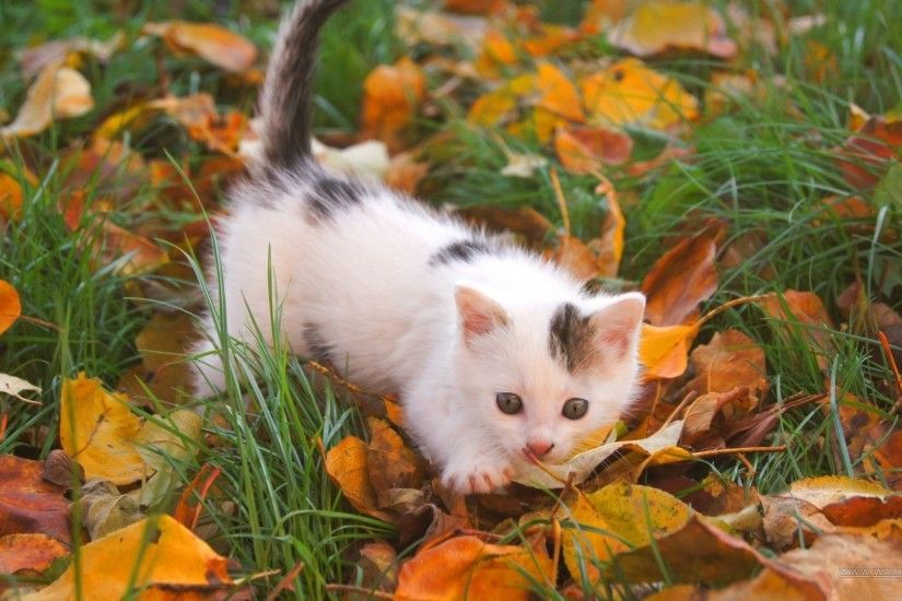 Preview wallpaper kitten, baby, spotted, leaves, autumn 1920x1080