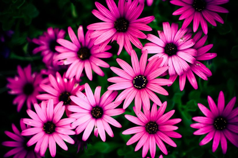 Awesome Pink Daisy Wallpaper