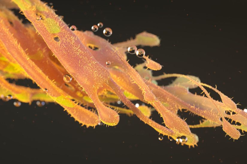 OC My new wallpaper: 'Lobster Squid' X-Particles, Octane, Hair