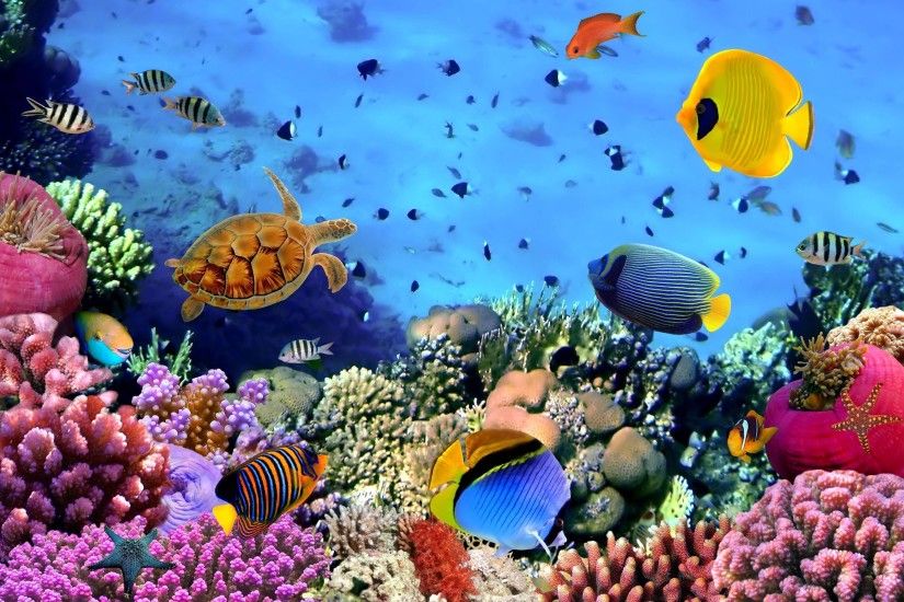 Wallpapers For > Cool Underwater Desktop Backgrounds