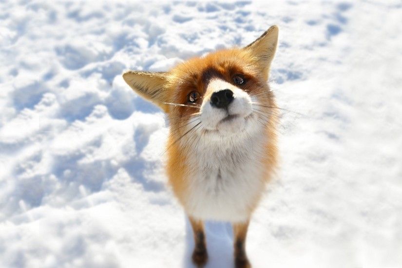 Curious fox HD Wallpaper 1920x1080