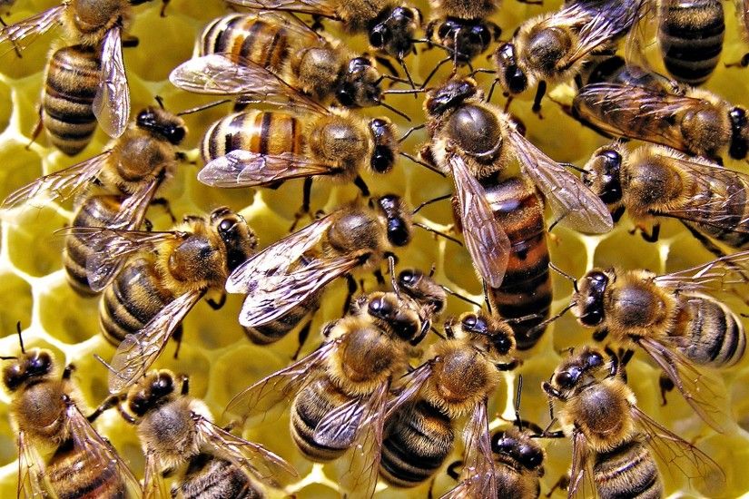 Kill the big bee abstract yellow wallpaper Bee Wallpaper Wallpapers)