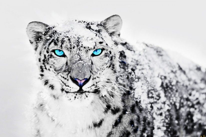 Snow Tag - Animals Leopards Snow Wallpaper Nature Cute for HD 16:9 High  Definition
