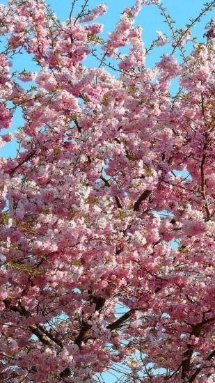 Preview wallpaper sakura, bloom, sky, branch, spring, mood 1440x2560
