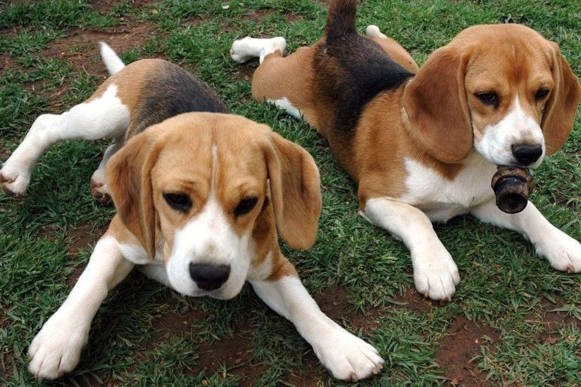 Resting Beagle puppies wallpaper