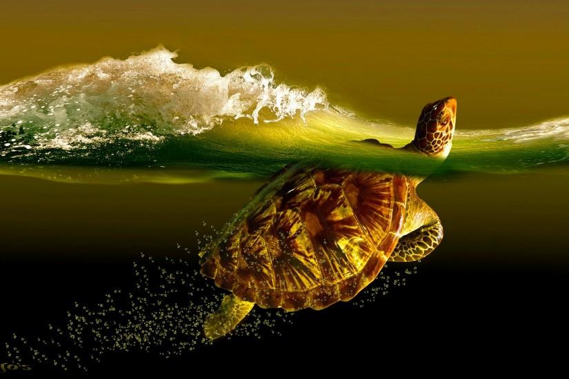 Turtle Desktop Wallpapers