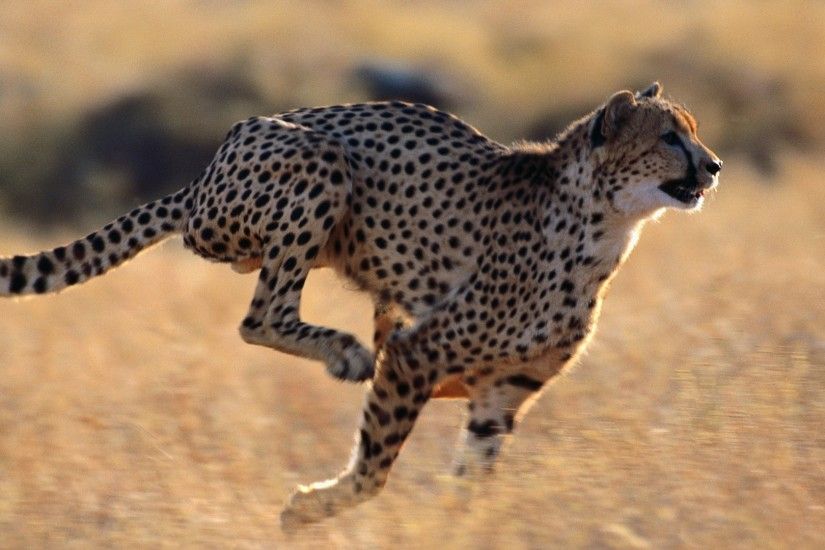 3840x2160 Wallpaper cheetah, speed, running