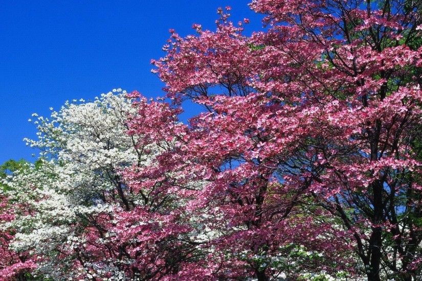 Preview wallpaper spring, trees, flowering, pink, white, flowers 1920x1080