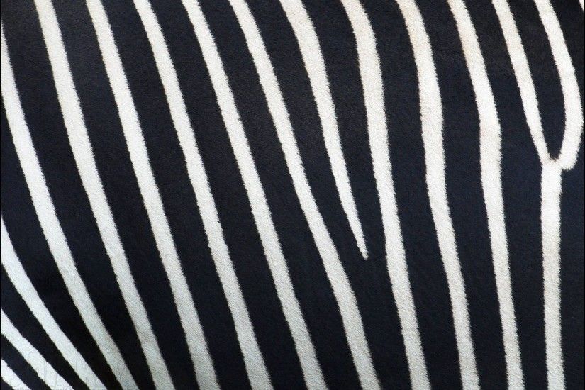 zebra widescreen backgrounds