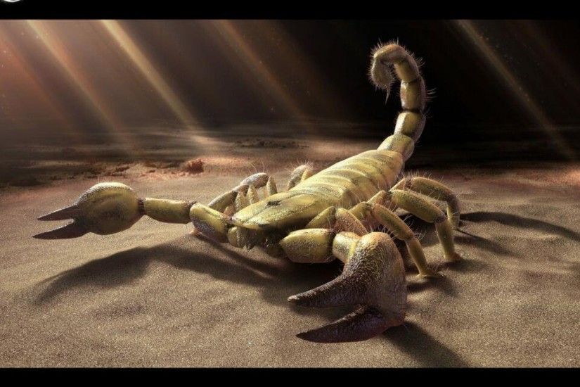 Scorpion-Images-HD Â· Scorpion-Wallpaper
