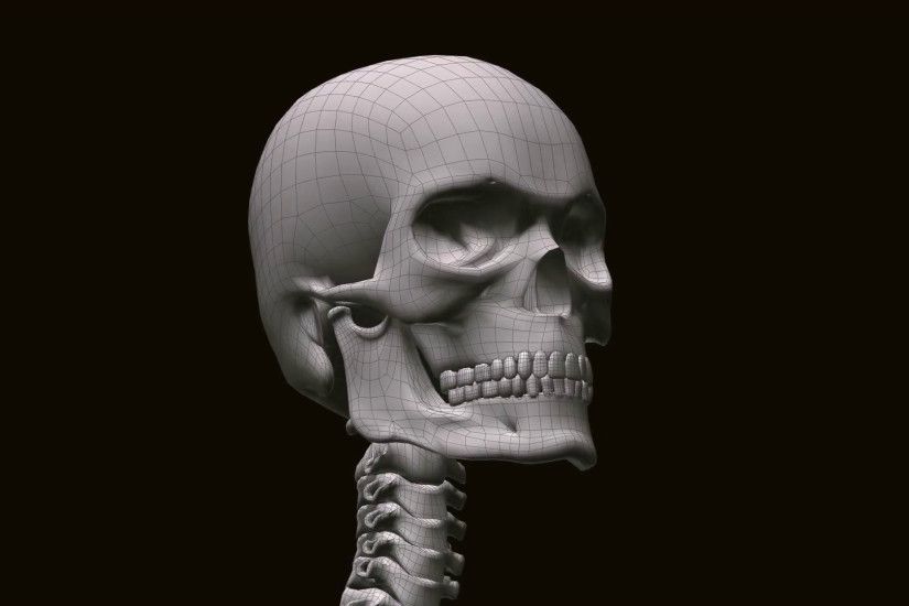 Human skull turning on black background Motion Background - VideoBlocks