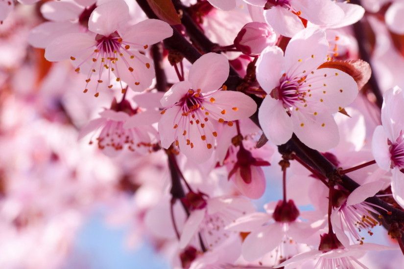 1920x1080 wallpaper.wiki-HD-Anime-Cherry-Blossom-Background-PIC-