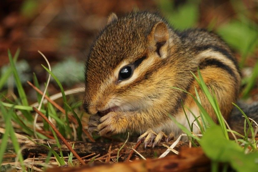 Chipmunk, Close-up, Rodent, Eating
