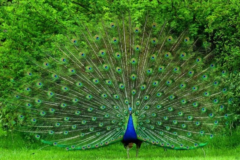 Animal - Peacock Wallpaper