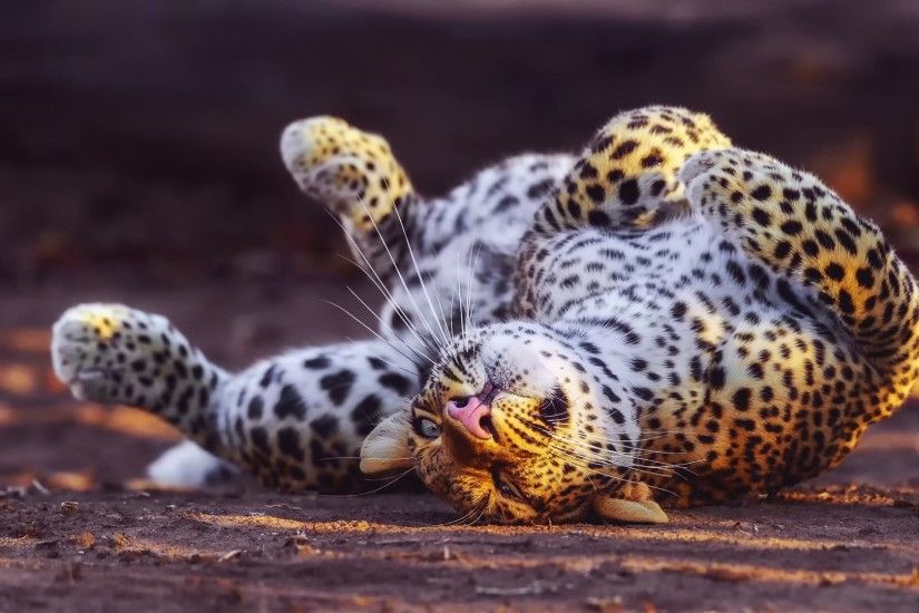 Full HD Wallpaper leopard blurry background playful mustache