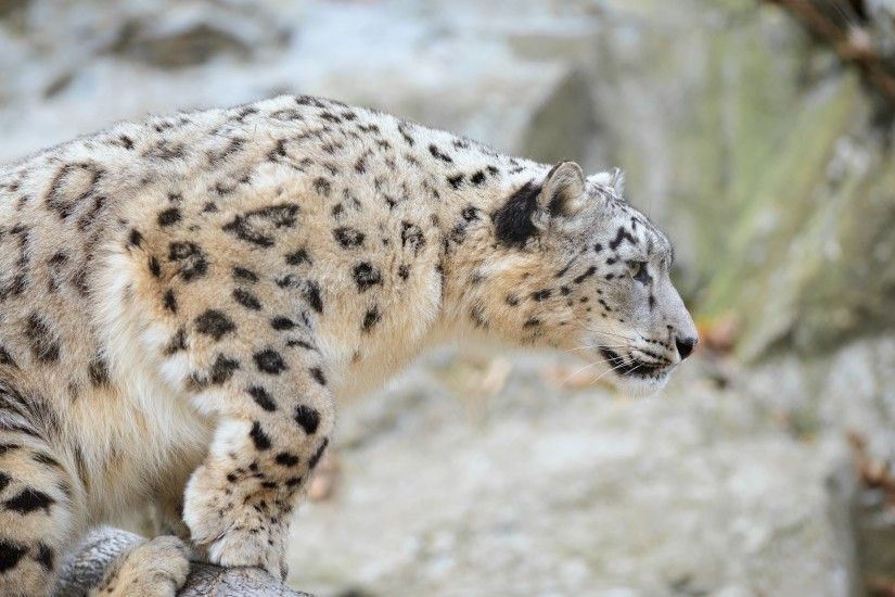 ... Os X Snow Leopard; Snow Leopard