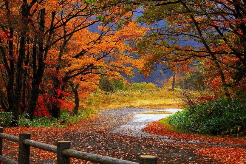 Photography - Fall Path Wallpaper