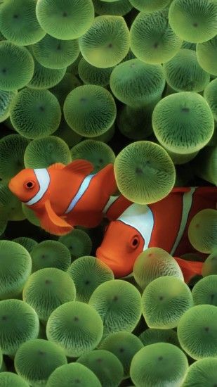 Classic iOS clownfish wallpaper ...