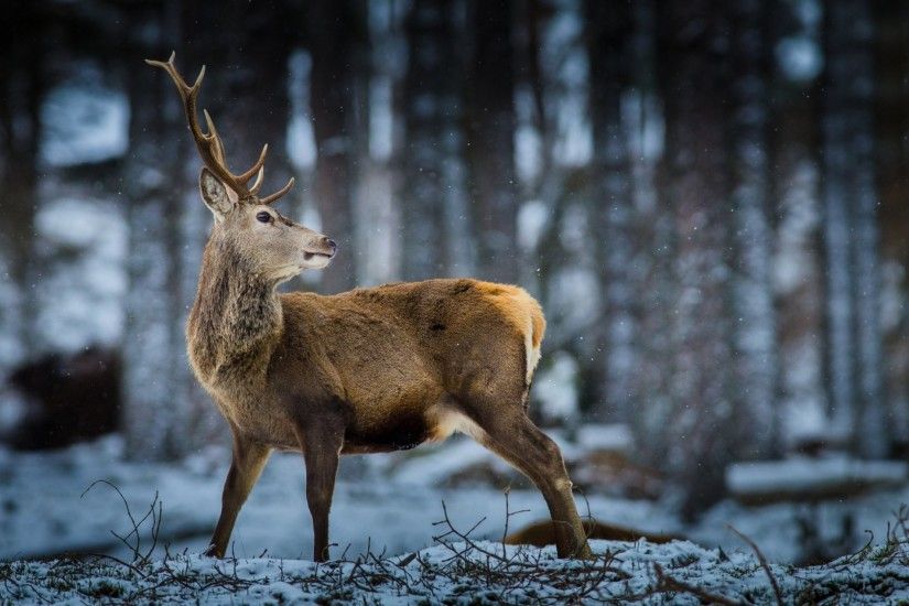 reindeer forest snow wildlife
