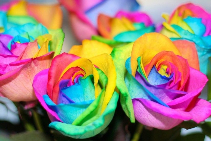 colorful flowers rainbow roses beautiful flower rainbow roses