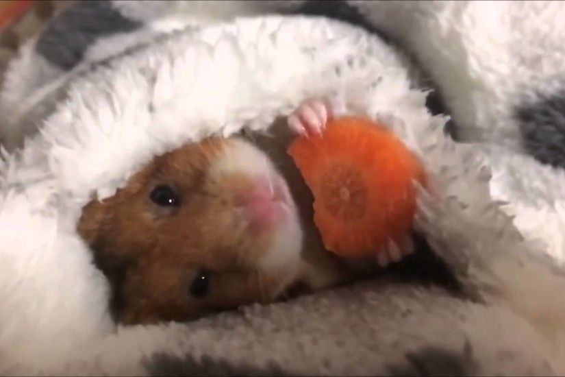 Cute Hamster eating a carrot HD