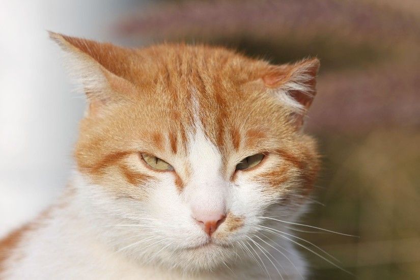 Sleepy Orange and White Cat wallpapers and stock photos