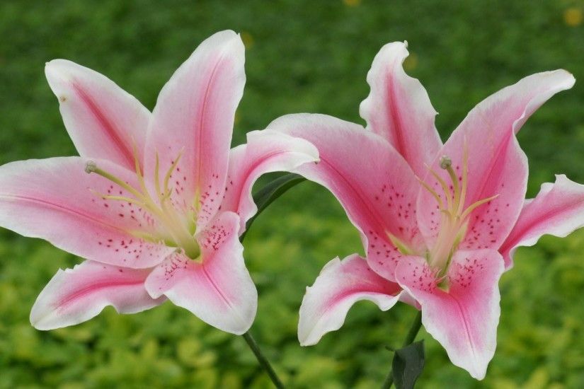 lily-flower-meaning-wallpaper8-600x338