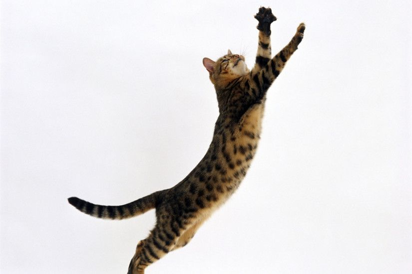 bengal female leaping for toy