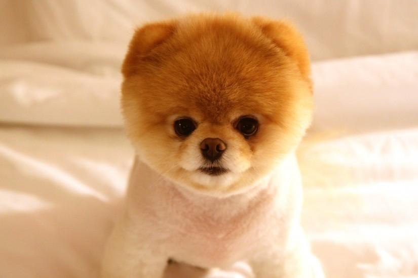 Cute Dog Boo