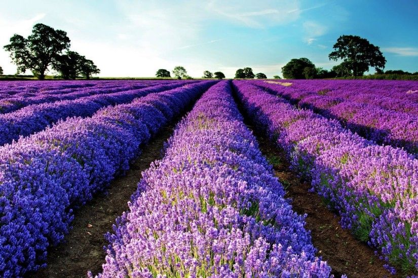 #VantToBiteMyNeck #OPIEuroCentrale purple-flower-field