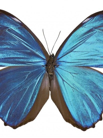 Download Blue butterflies dance, Blue butterfly el portal wallpaper