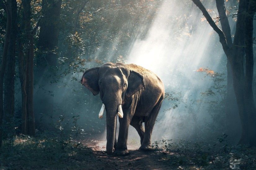 Elephant HD Nature Wallpapers 1080p