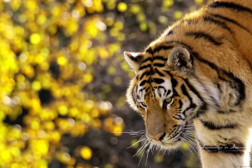 Beautiful Tiger Wallpapers
