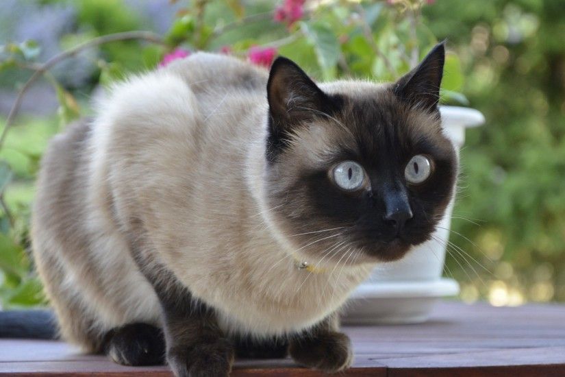 #1455926, siamese cat category - free desktop pictures siamese cat