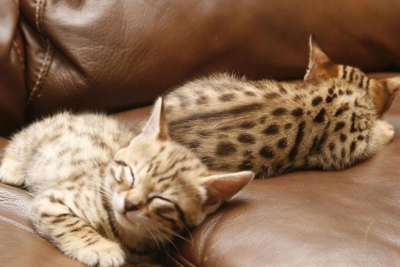 ... kittens sleeping HD Wallpaper 2560x1440 Bengal ...