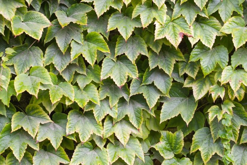 Leaf Background