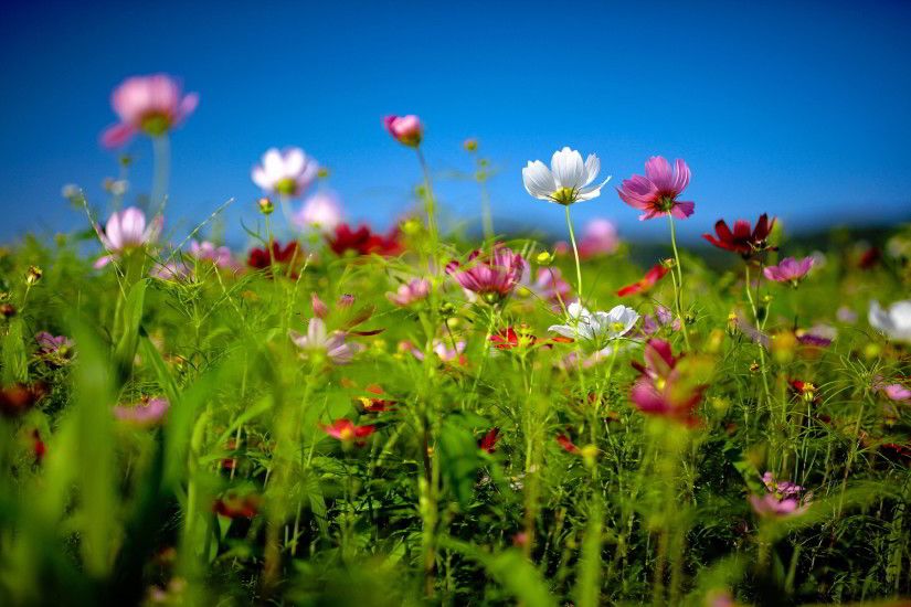 ... Download Beautiful Flowers Nature Wallpaper Hd | mojmalnews.com