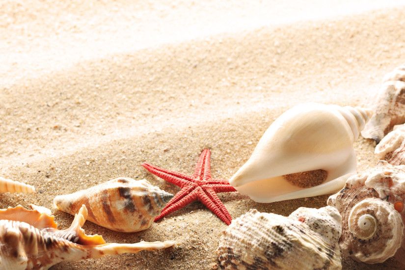 beach sand with shells wallpaper. beach sand with shells wallpaper l