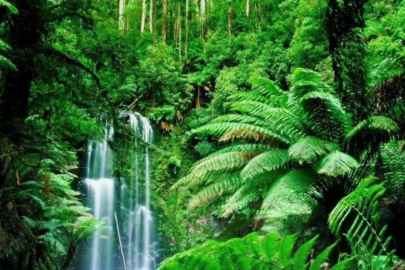 green landscapes trees jungle forest rainforest wallpaper