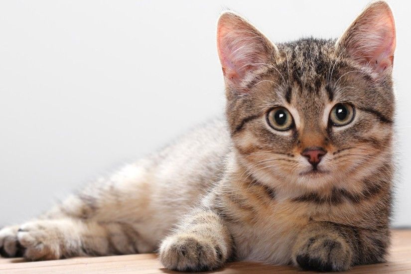 ... Cute kitten HD Wallpaper 2560x1600