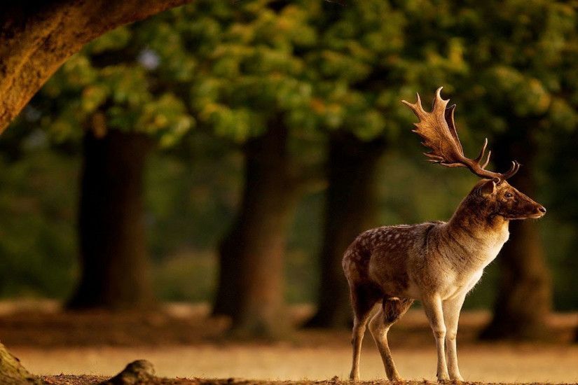 hd pics photos beautiful deer male big horn forest animals hd quality  desktop background wallpaper