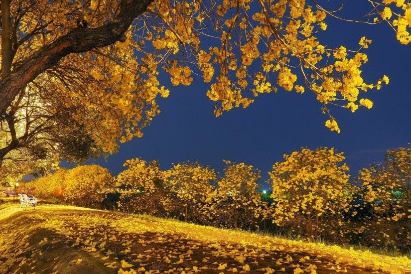 Fall Tag - Falling Nature Night Yellow Trees Sky Tree Autumn Leaves Tonight  Park Landscape Fall
