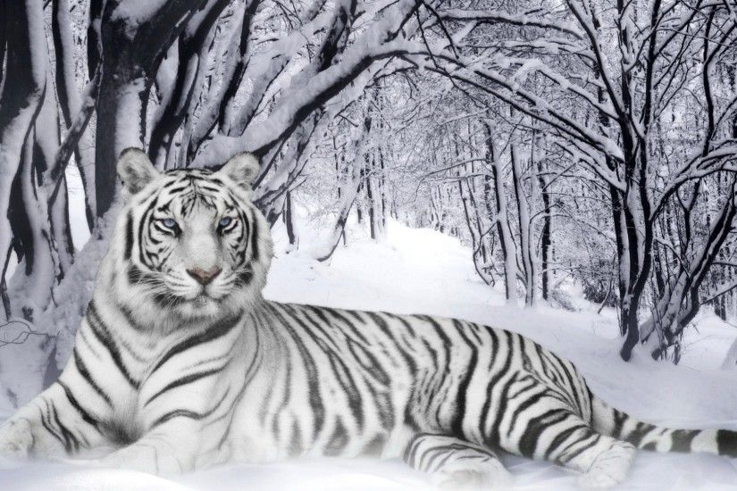 Cool White Tigers wallpapers background