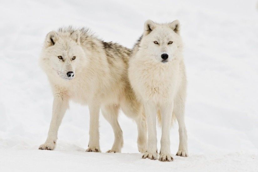 Arctic Wolf Wallpapers Backgrounds